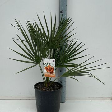 Chamaerops humilis