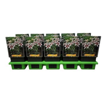 Lilium 'Tribal Kiss'