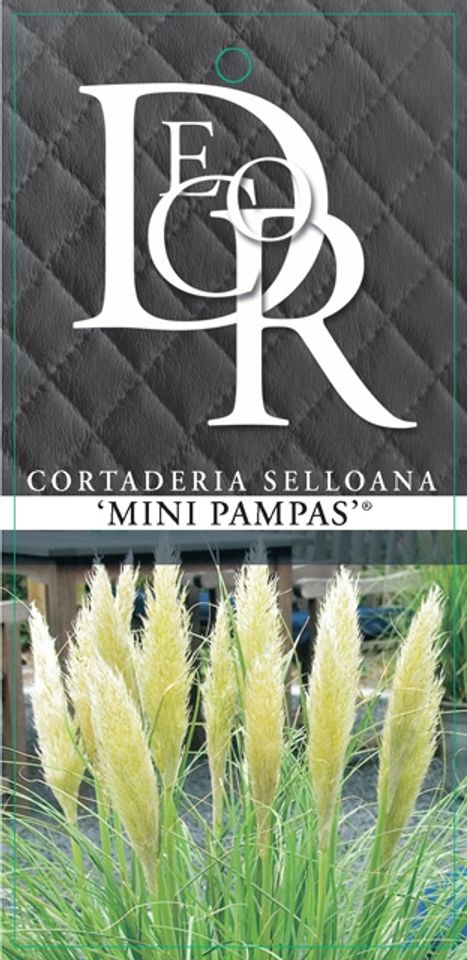Cortaderia selloana MINIPAMPAS