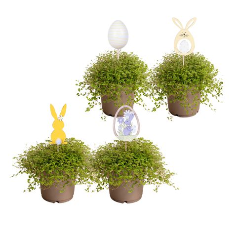 Soleirolia soleirolii