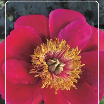 Paeonia 'Eventide'