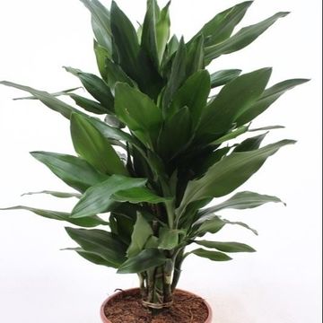 Dracaena fragrans 'Janet Lind'