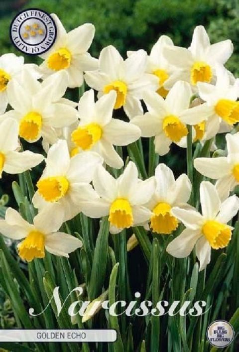 Narcissus 'Golden Echo'