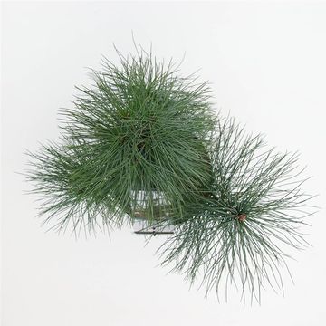 Pinus strobus