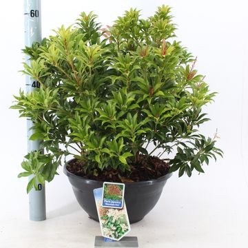 Pieris japonica 'Mountain Fire'