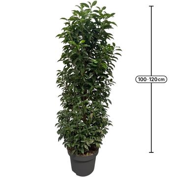 Prunus lusitanica 'Angustifolia'