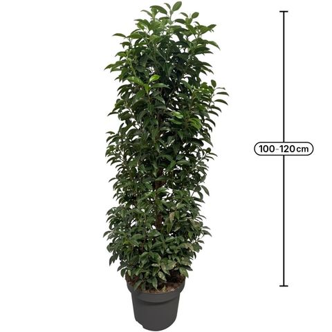 Prunus lusitanica 'Ангустифолия'