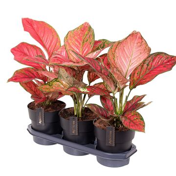 Aglaonema 'Ruby Love'