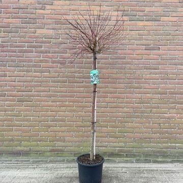 Cornus sericea 'Kelseyi'