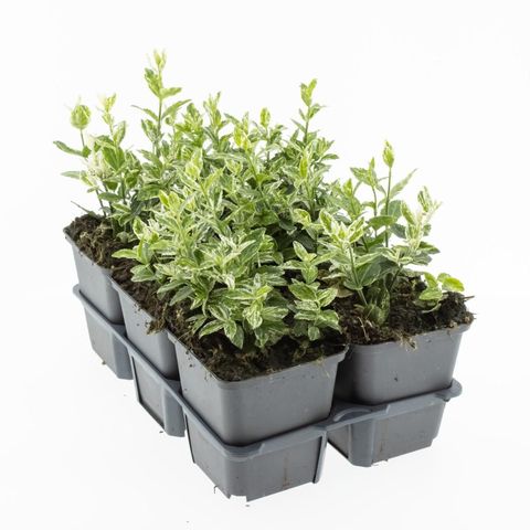 Euonymus fortunei 'Harlequin'