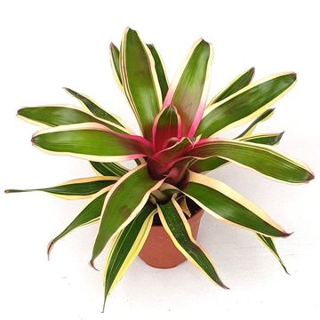 Neoregelia 'Franca'