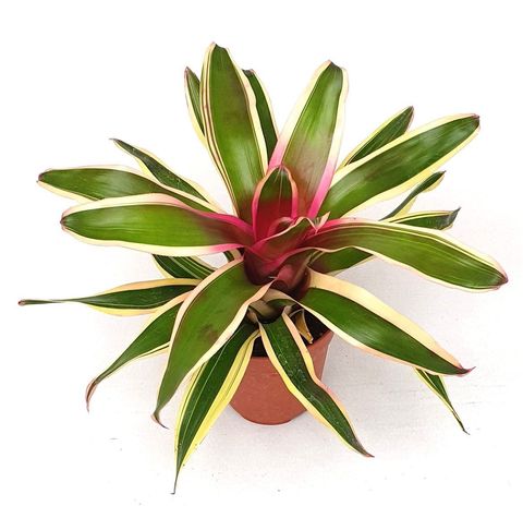 Neoregelia 'Franca'