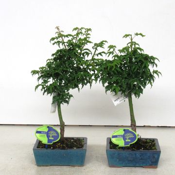 Acer palmatum 'Shishigashira'