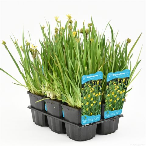 Sisyrinchium californicum