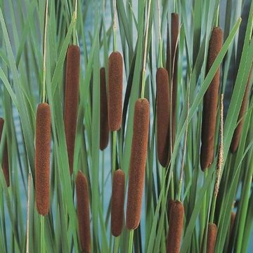 Typha angustifolia