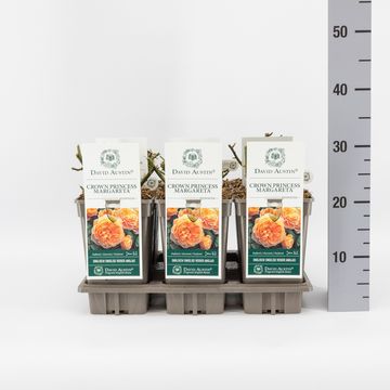 Rosa CROWN PRINCESS MARGARETA