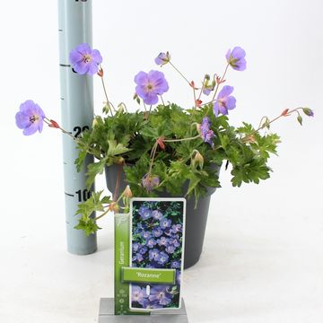 Geranium ROZANNE