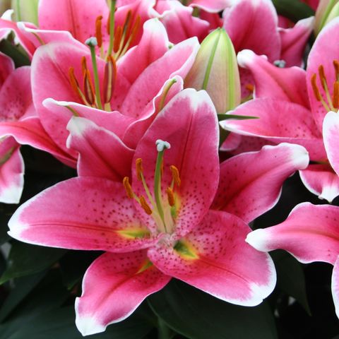 Lilium ORIENTAL HYBRID MIX — Plant Wholesale FlorAccess