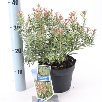 Pieris japonica 'Little Heath'