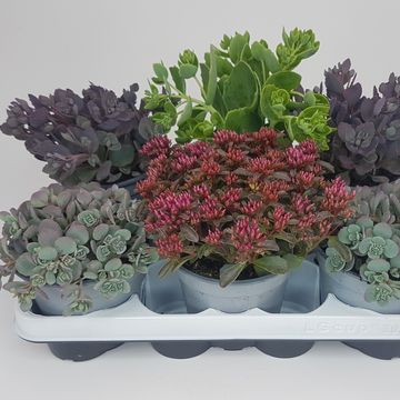 Sedum MIX