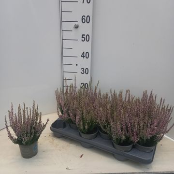 Calluna vulgaris BEAUTY LADIES MICHELLE