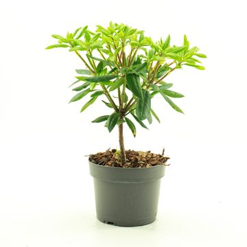 Rhododendron 'Roseum Elegans'