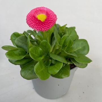 Bellis perennis 'Rusher Rose'