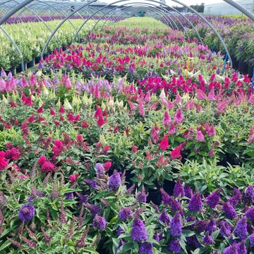 Buddleja davidii BUTTERFLY CANDY LITTLE MIX