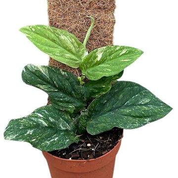 Rhaphidophora korthalsii 'Variegata'