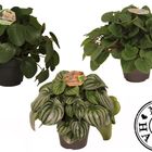 Peperomia MIX