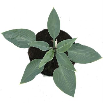 Hosta 'Halcyon'