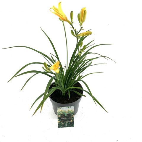 Hemerocallis 'Stella de Oro'