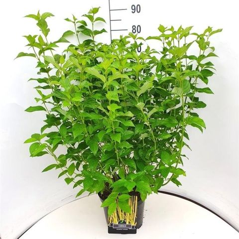 Cornus sericea 'Flaviramea'