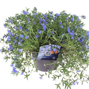 Lithodora diffusa 'Grace Ward'