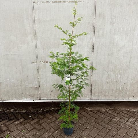 Metasequoia glyptostroboides