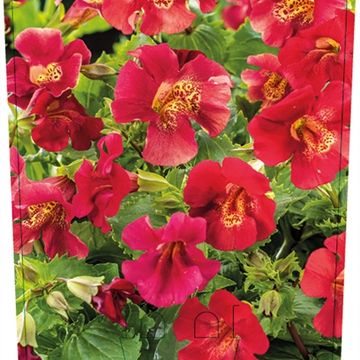 Mimulus 'Bonfire Red'