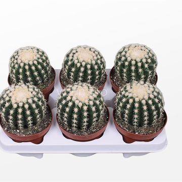 Echinocactus grusonii brevispinus