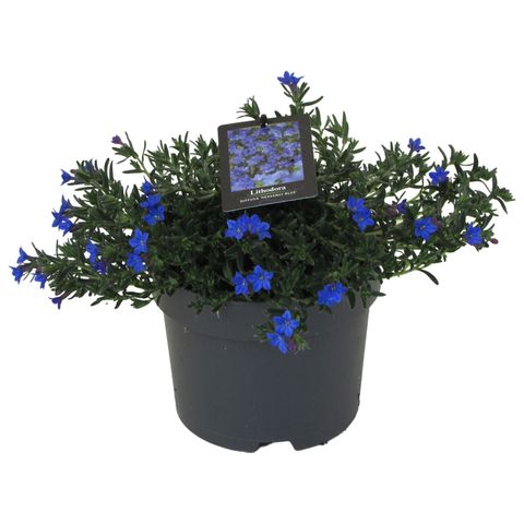 Glandora diffusa 'Heavenly Blue'