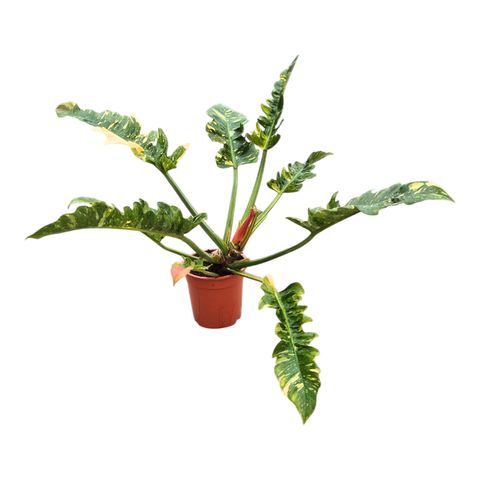 Filodendro 'Ring of Fire'