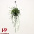 Rhipsalis floccosa