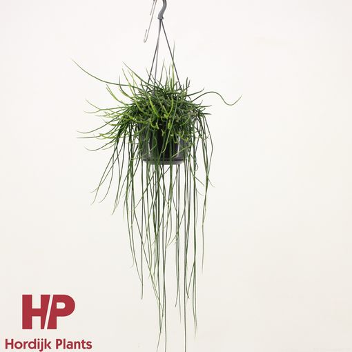 Rhipsalis floccosa