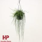 Rhipsalis floccosa