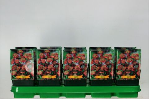 Astrantia Major Red P11