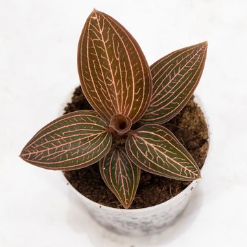 Anoectochilus roxburghii  x Ludisia discolor