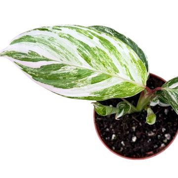 Calathea 'Glazie'