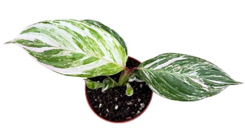 Calathea 'Glazie'