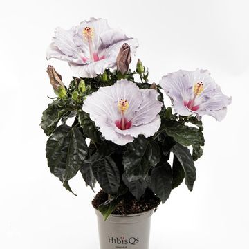 Hibiscus rosa-sinensis HIBISQS CATO