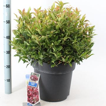 Leucothoe 'Зеблид'