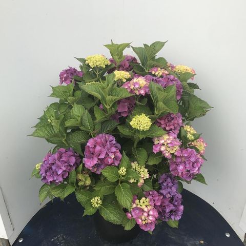 Hydrangea macrophylla 'Sibilla'