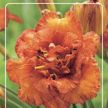 Hemerocallis 'Awesome Luck'